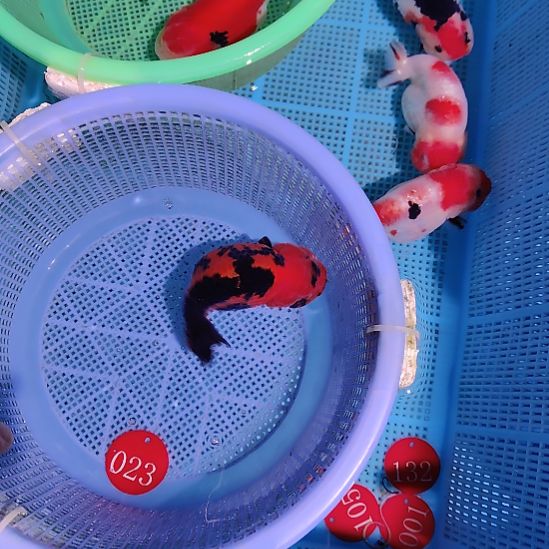 *****金鱼023兰寿一条特价顺丰包邮