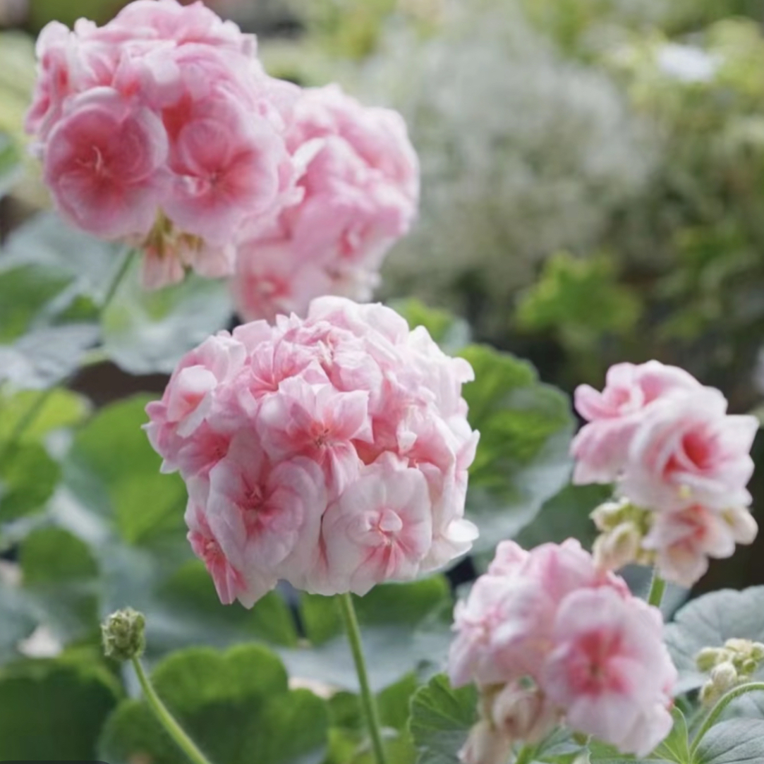 【公主】重瓣大花天竺葵 苗子小