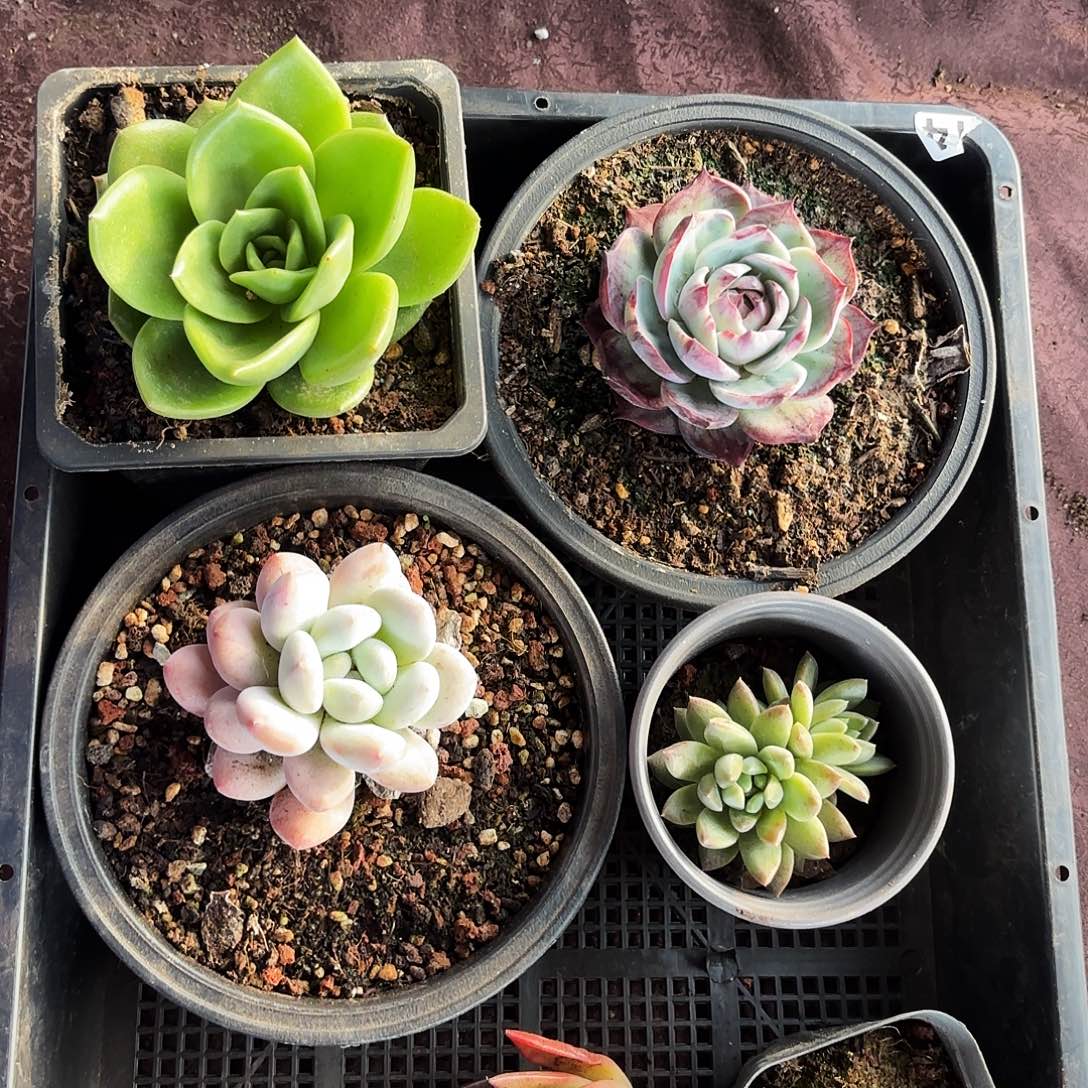 翠花，惊鸿香水，松果美人血爪