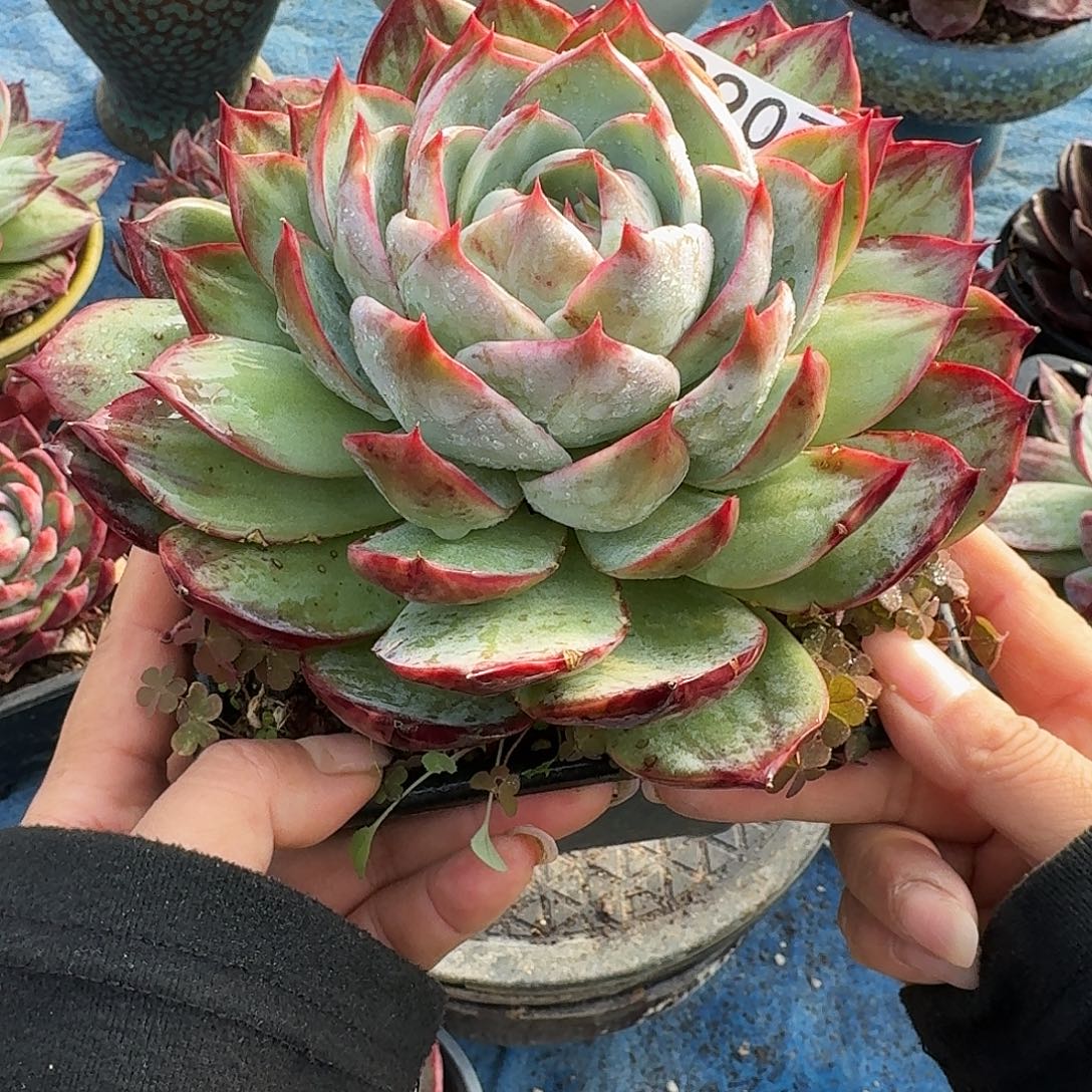 惊鸿惊鸿惊鸿 3907........