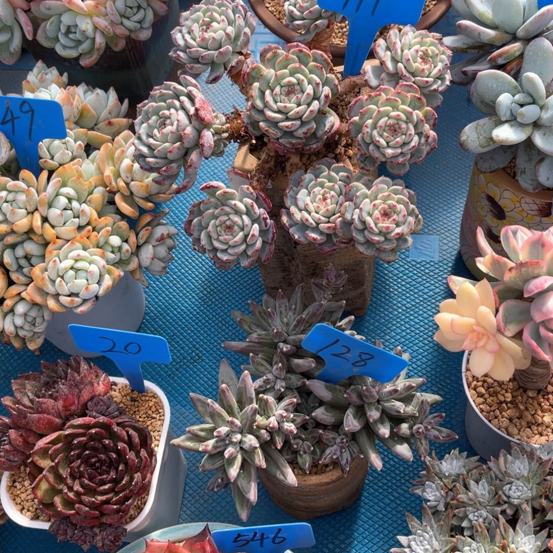 葵*111白胖子多肉