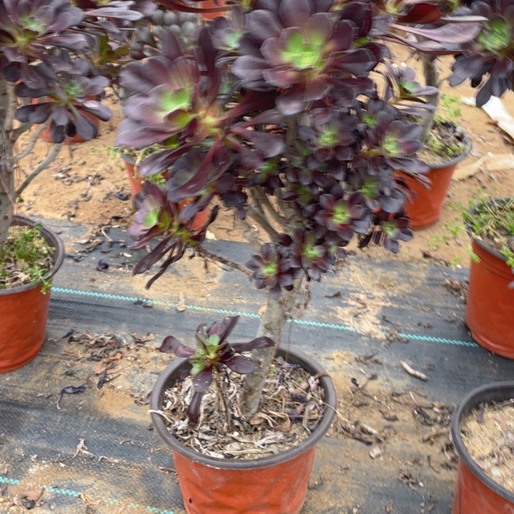 398圆叶有砍法师多肉断枝不售后