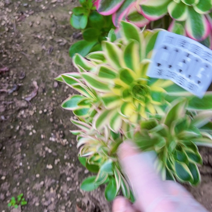 砍头青莲多肉植物法师0503