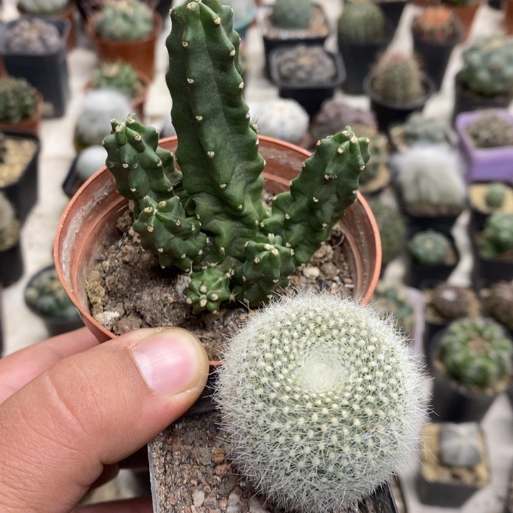 桃太郎白雪光2颗特价