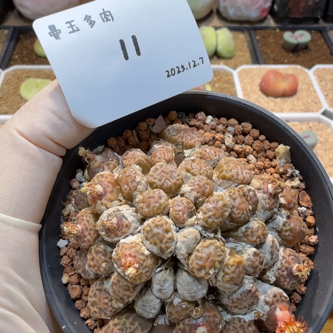 多肉多肉多肉12.7-011