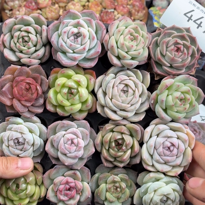 芳***球447。               