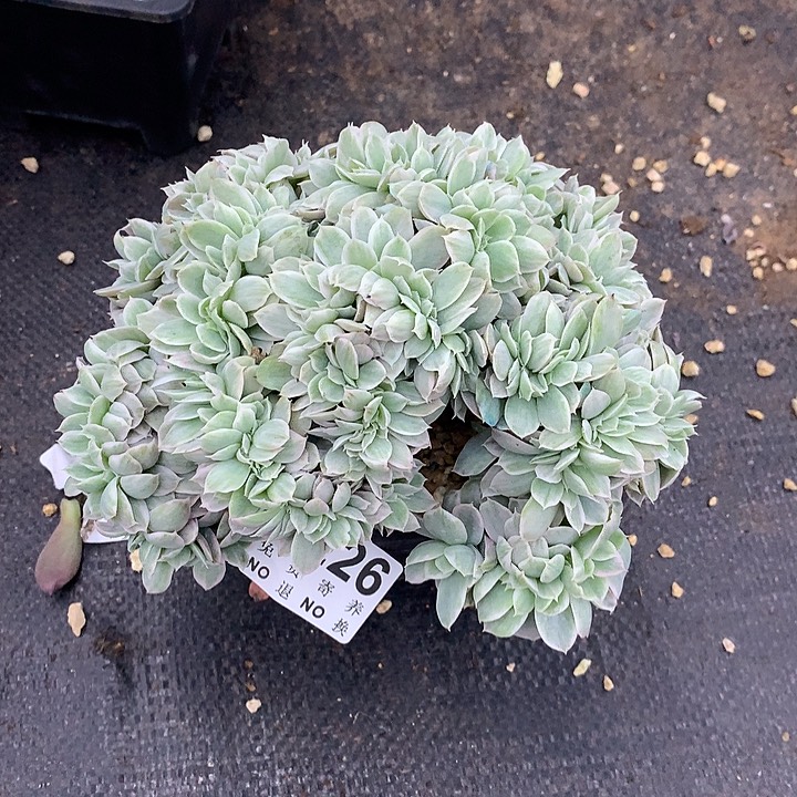 原始伯克利缀化 多肉植物9.25号左右发