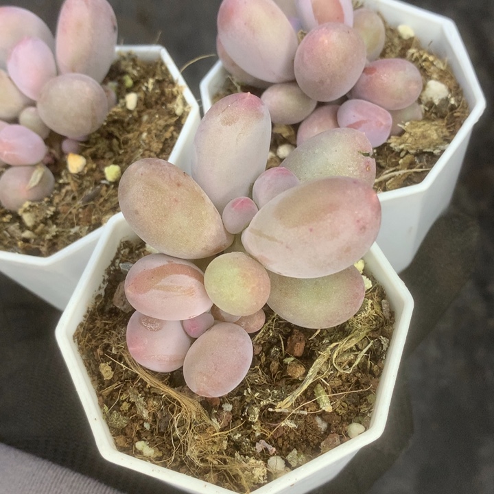 米可双。（满9.99包邮不满9.99发叶子）