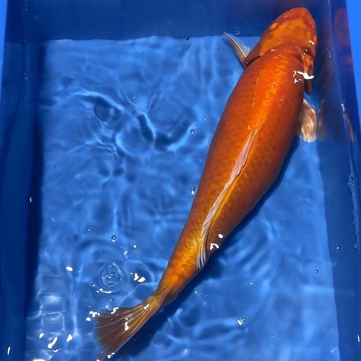 海水鱼赤目芒果菊金