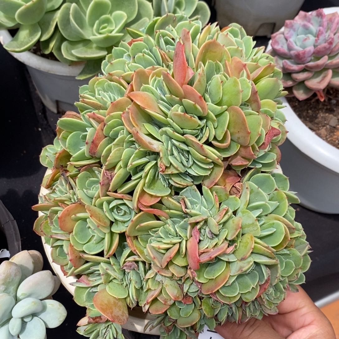 夏悦多肉901-2埃斯梅拉达