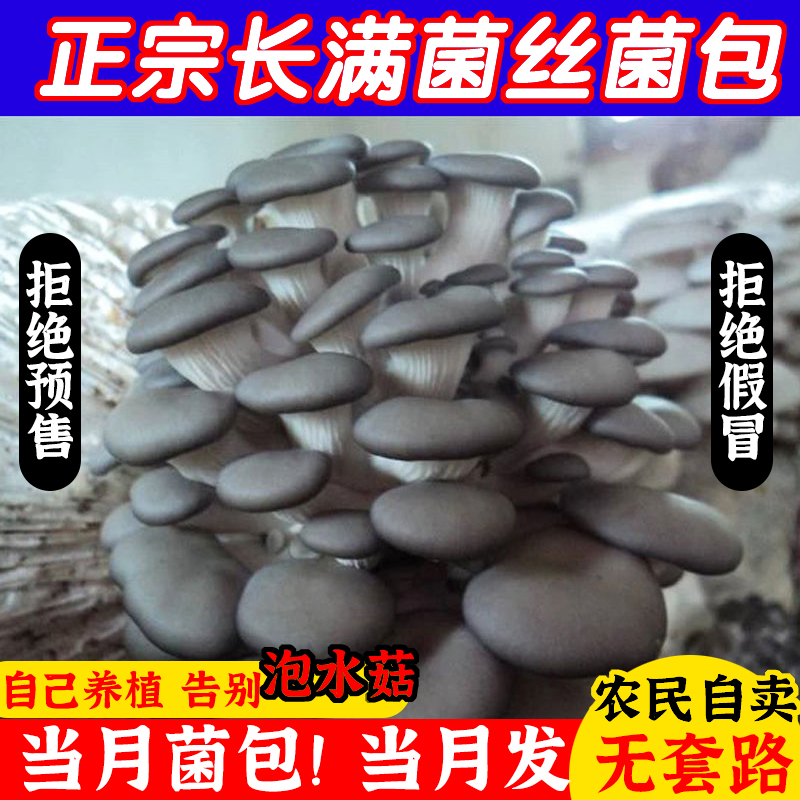 蘑菇种植包菌包喷水就长菌包菌棒家庭盆栽可食用香菇平菇多肉植物