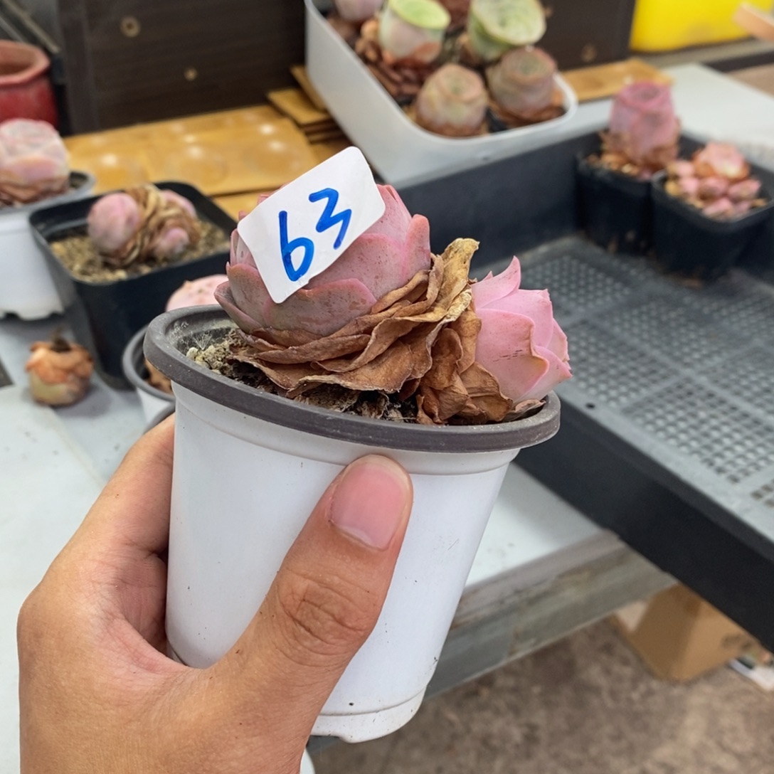 用***方山地玫瑰00000000063