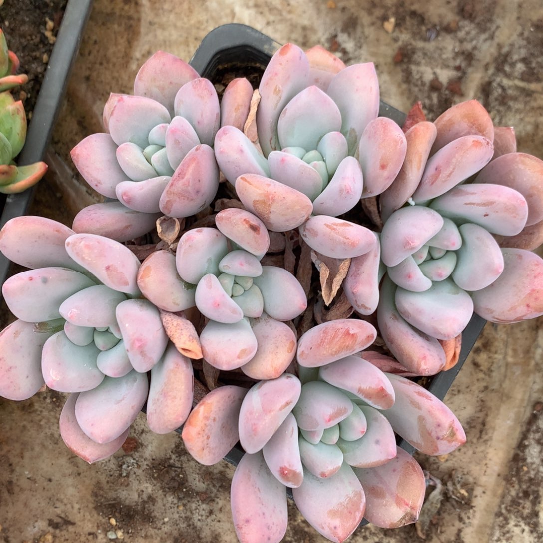 丸叶奥普无砍平头一物一拍