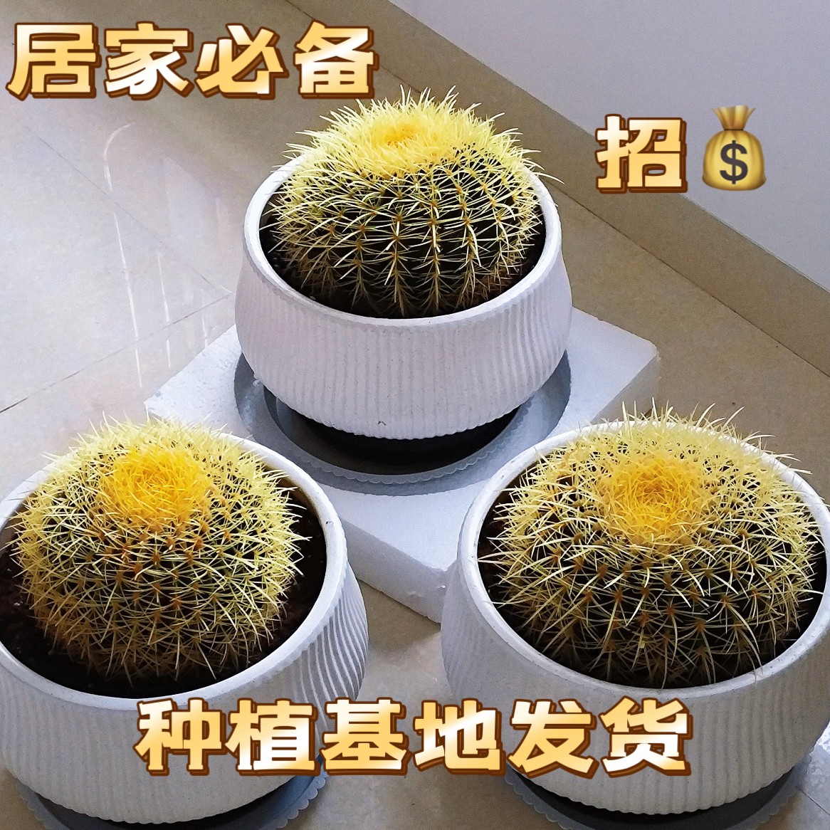 金虎仙人球盆栽中号带刺18-20公分左右金虎仙人球多肉仙人掌