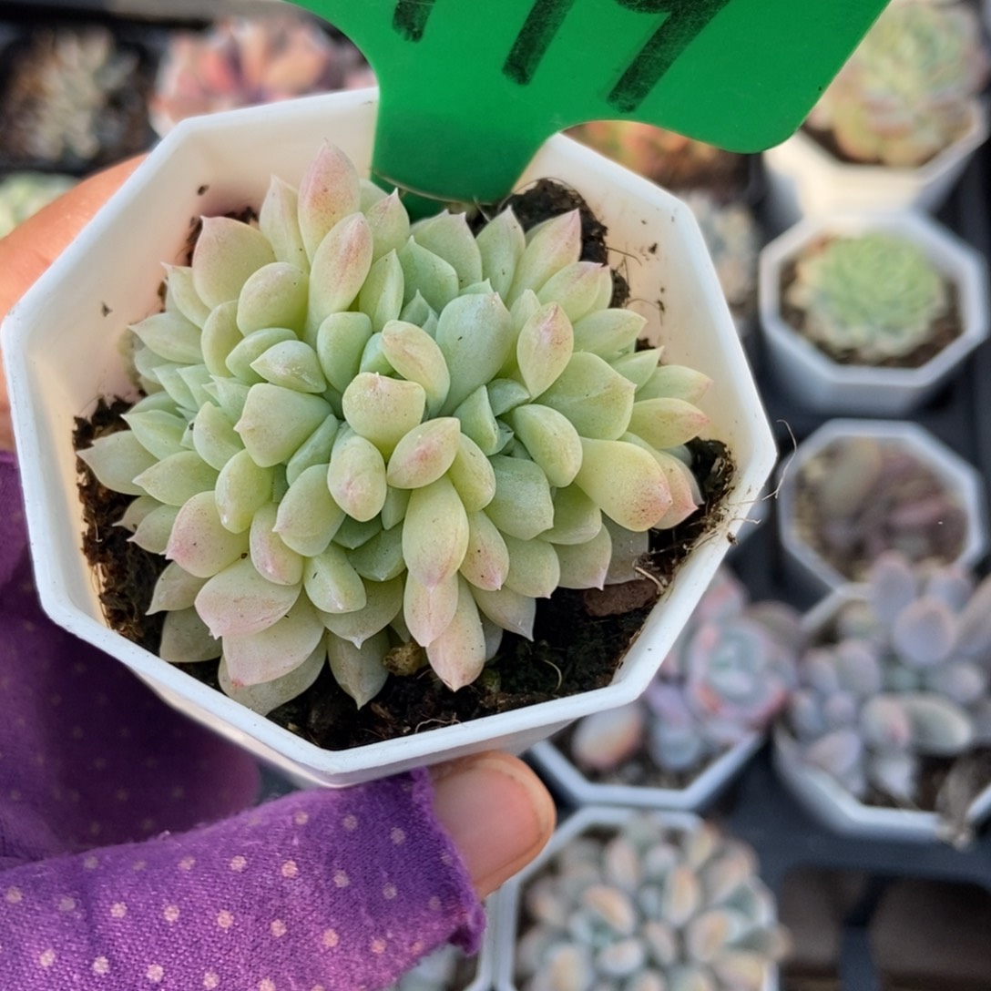 779奶油美人多肉植物