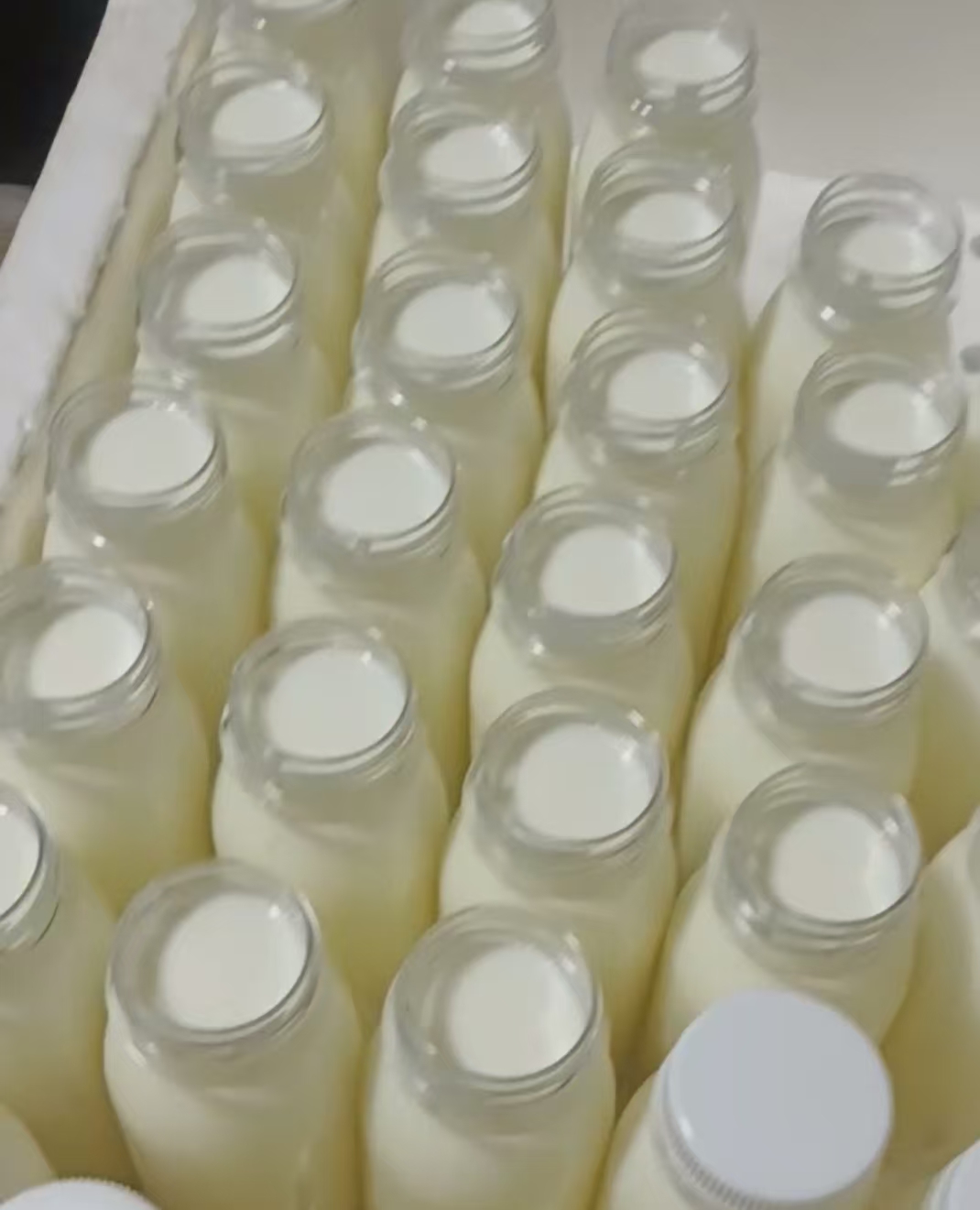 酸奶 干噎酸奶 （酸奶10瓶 干噎5瓶）