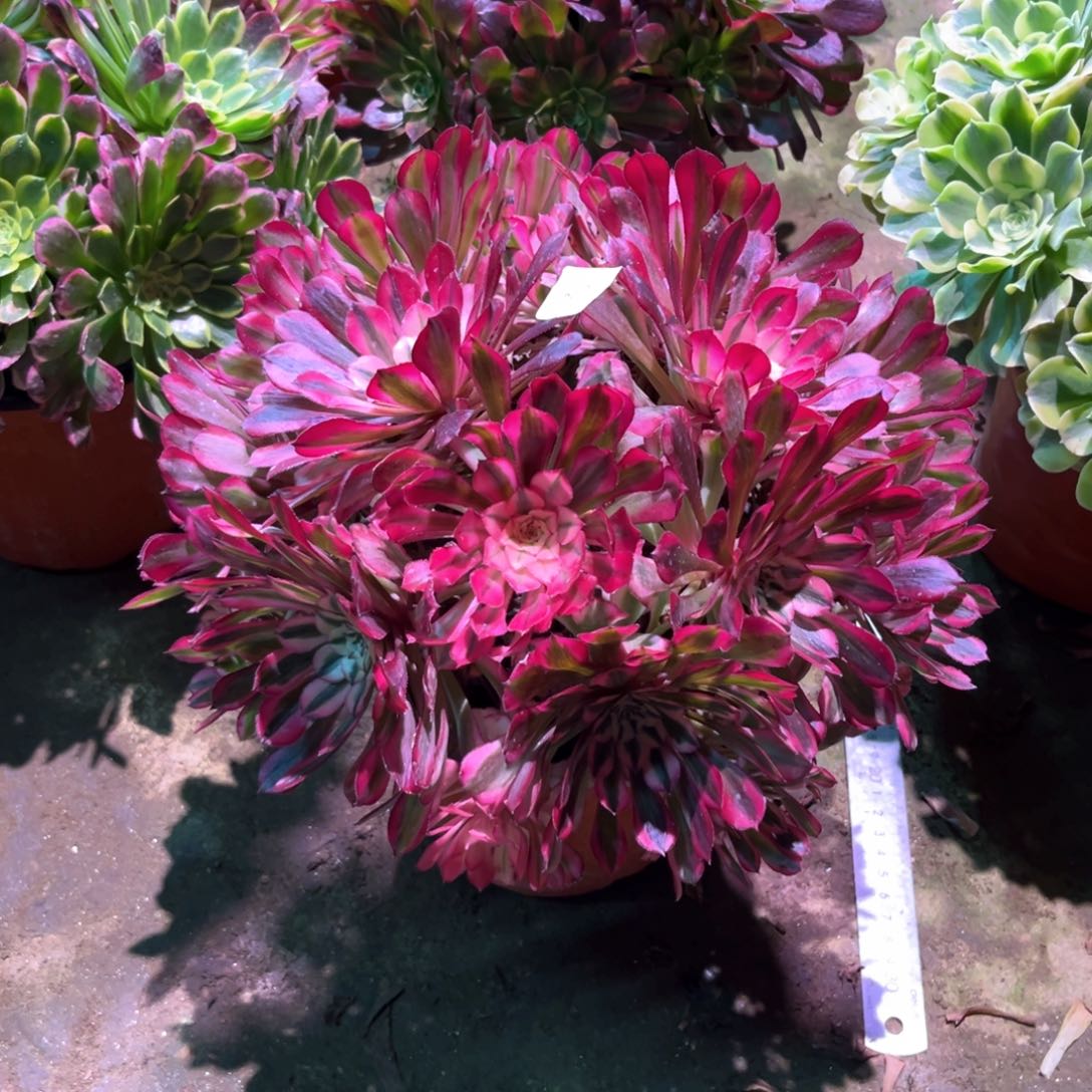 多肉植物红铜白642