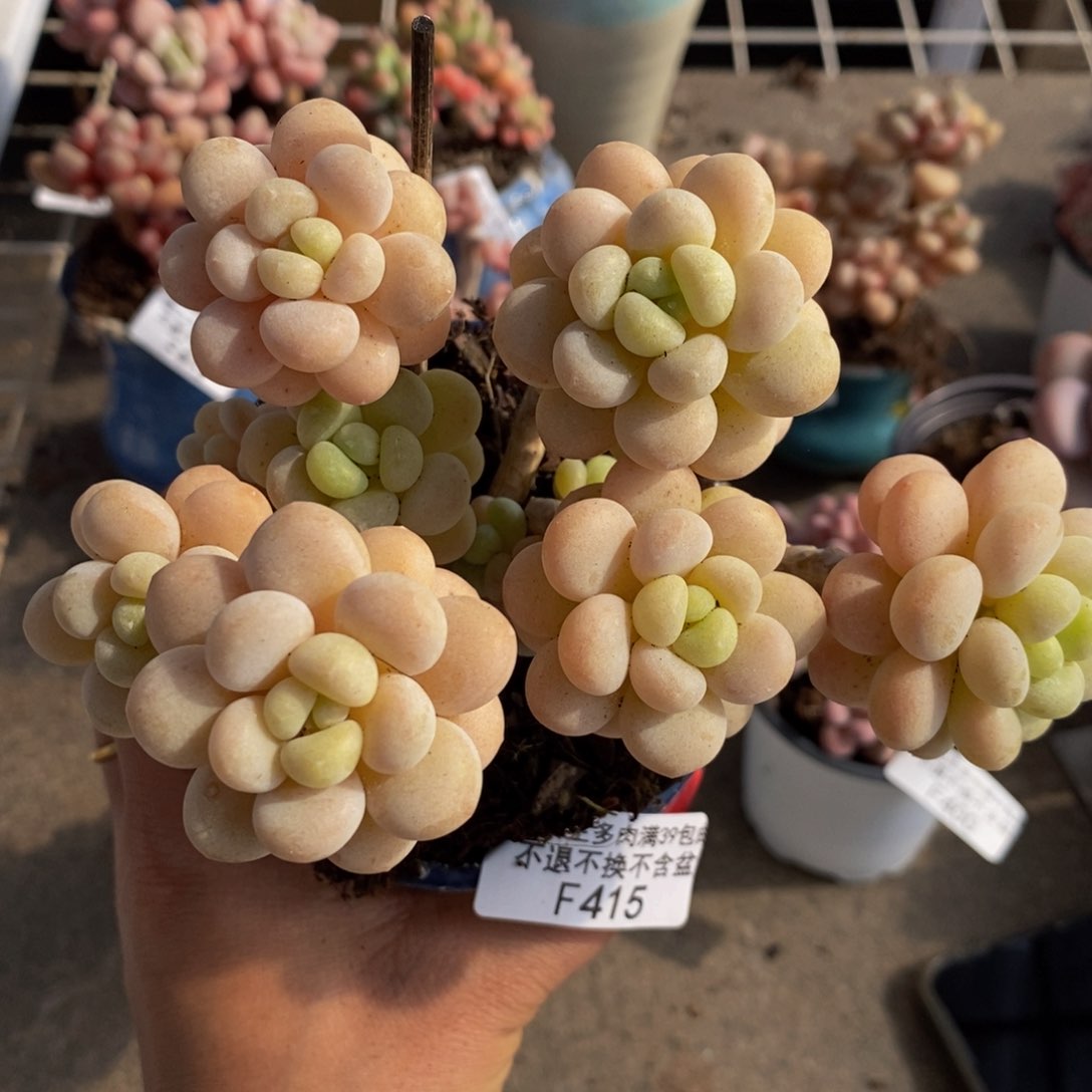 洛可可415/10c m多肉