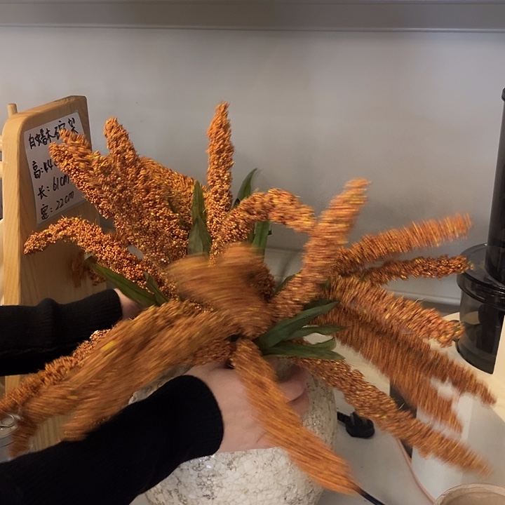 一口价样品猫尾谷五把