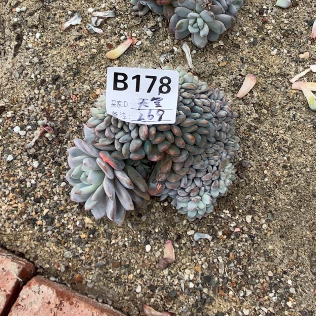 天***云b178多肉多肉多肉多肉