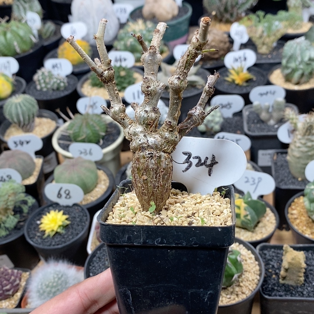 324号实生沙漠苏木 高度10cm