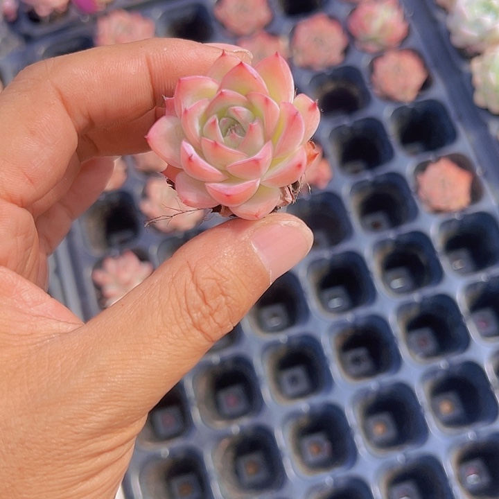 梦幻女王精品多肉植物