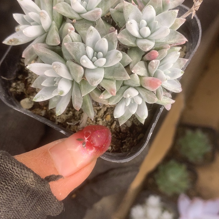 白菊 （满9.99包邮不满9.99发叶子）