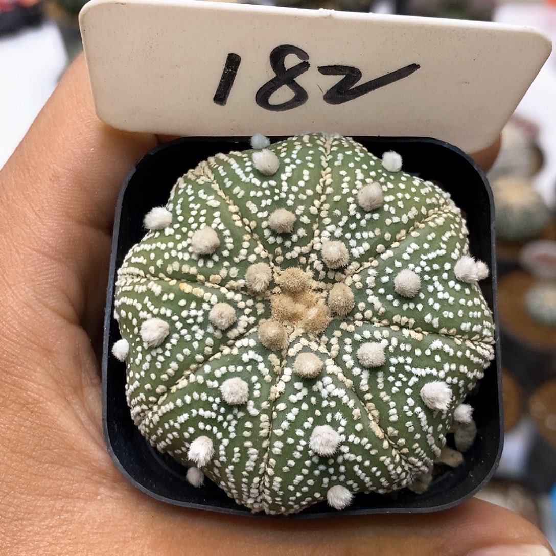 182福利特价来了打