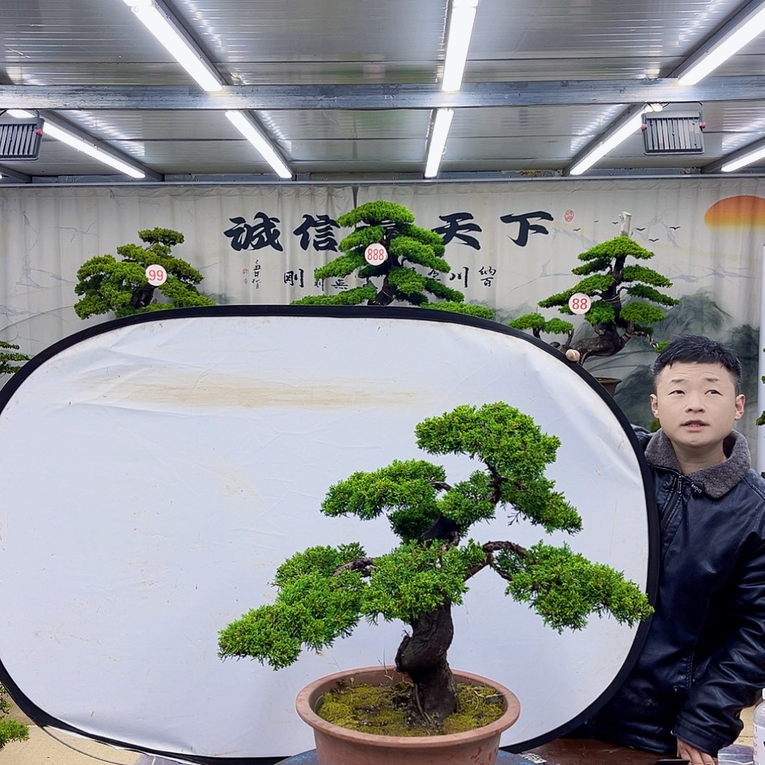 无花朵松柏盆景大漏中