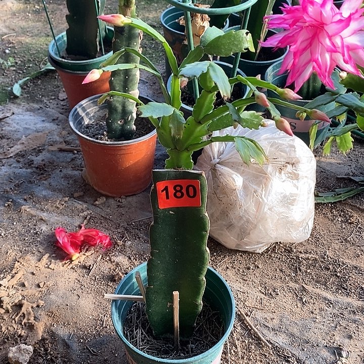 无花朵074/180号新疆不包邮