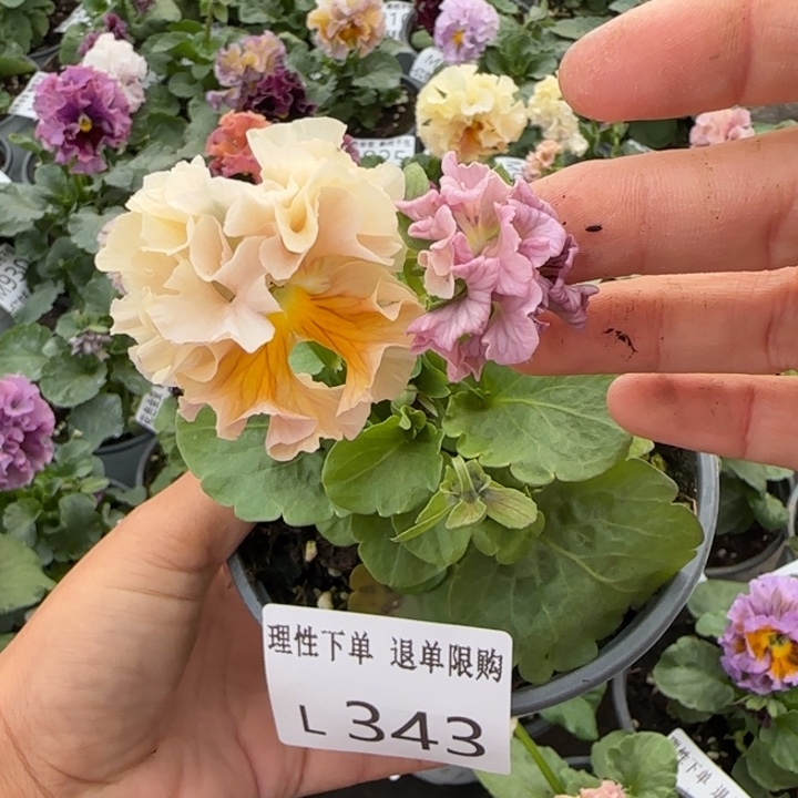 无花朵 L343小苗默认苗晃零下5勿拍