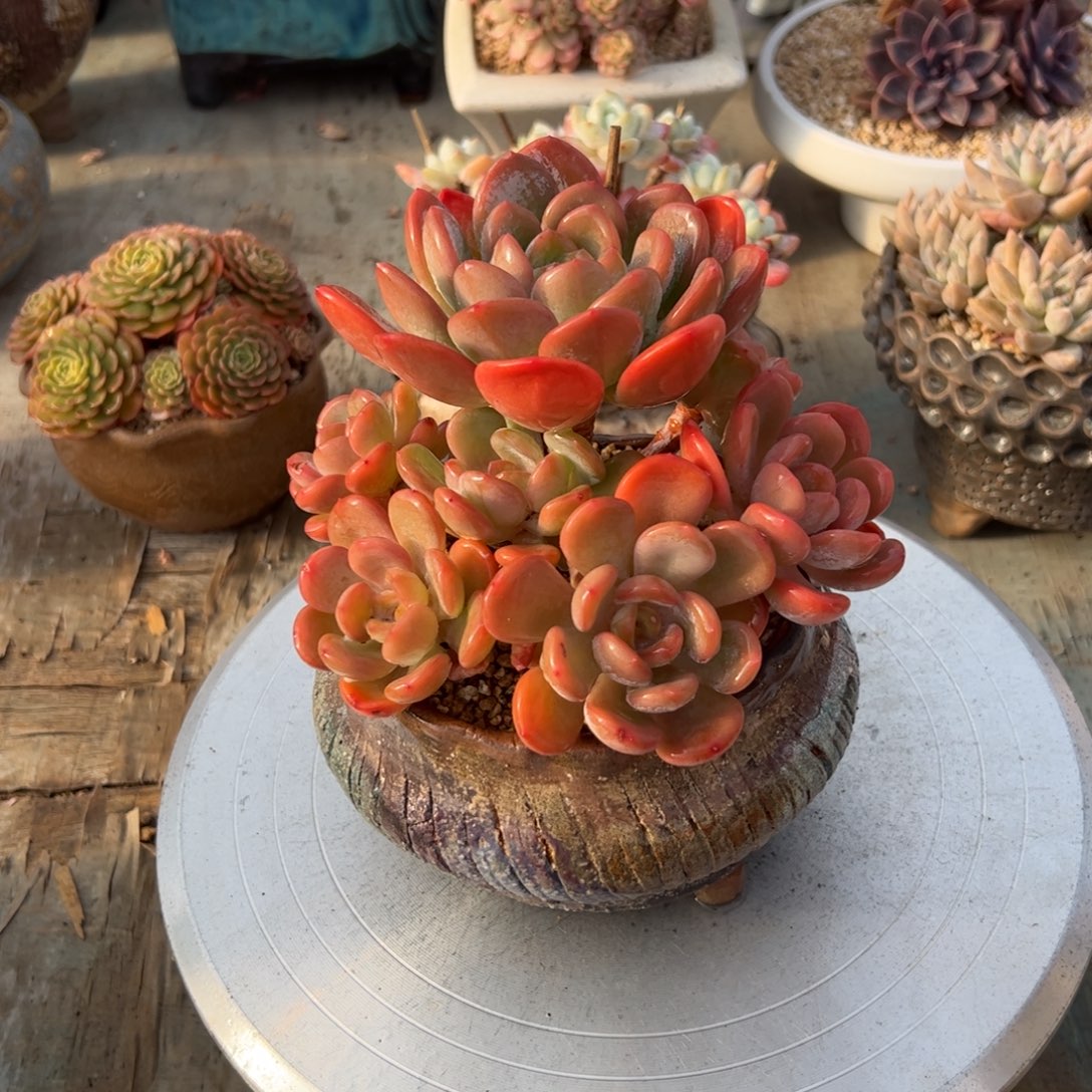 香橙48 零零多肉植物