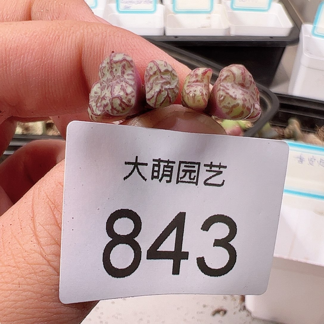 000843 一物一拍……