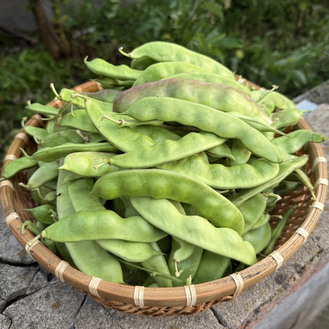 东北新鲜油豆角 老式油豆 老品种 开锅即烂肉厚无筋 口感鲜美