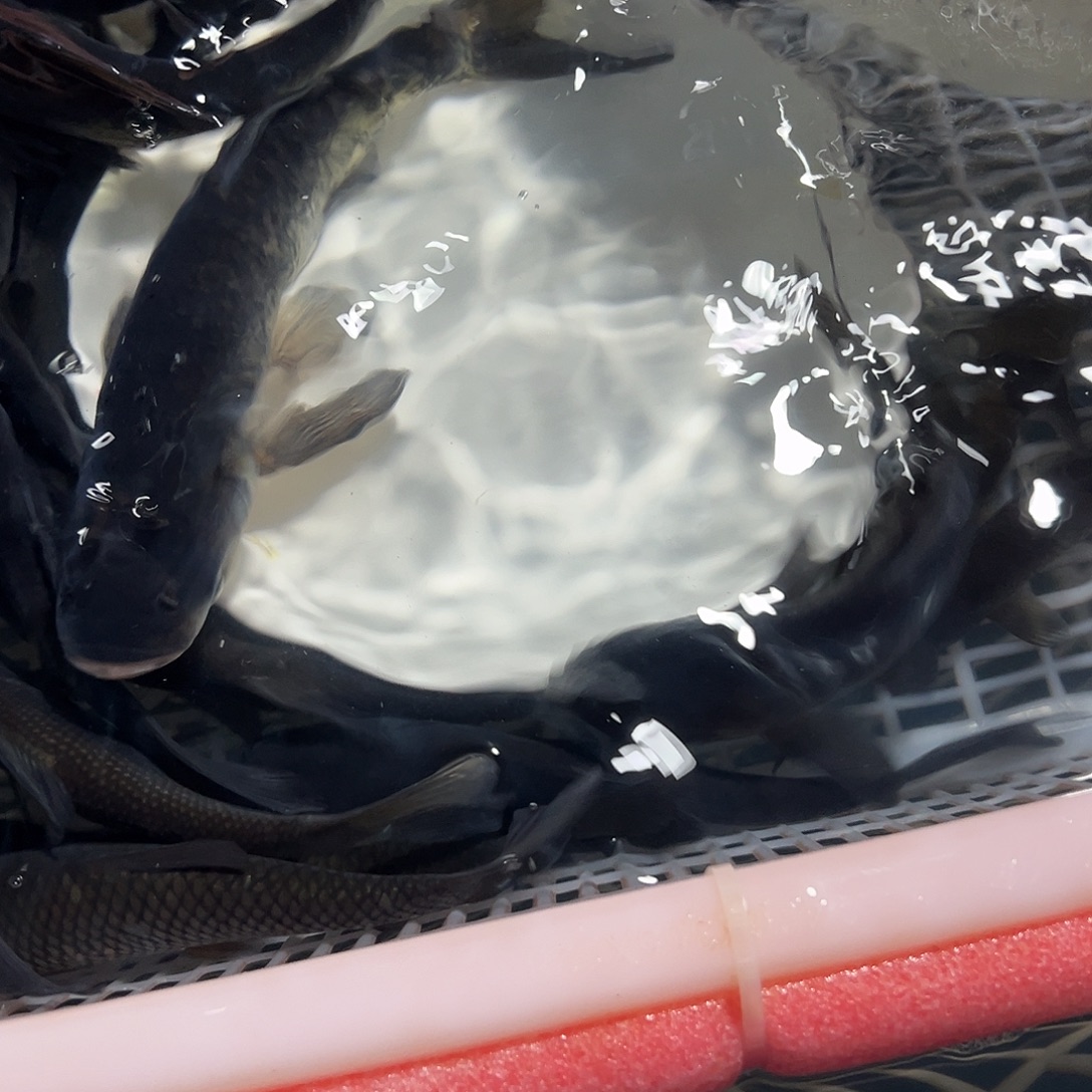 不***。花鱼鲢15一18公分30条