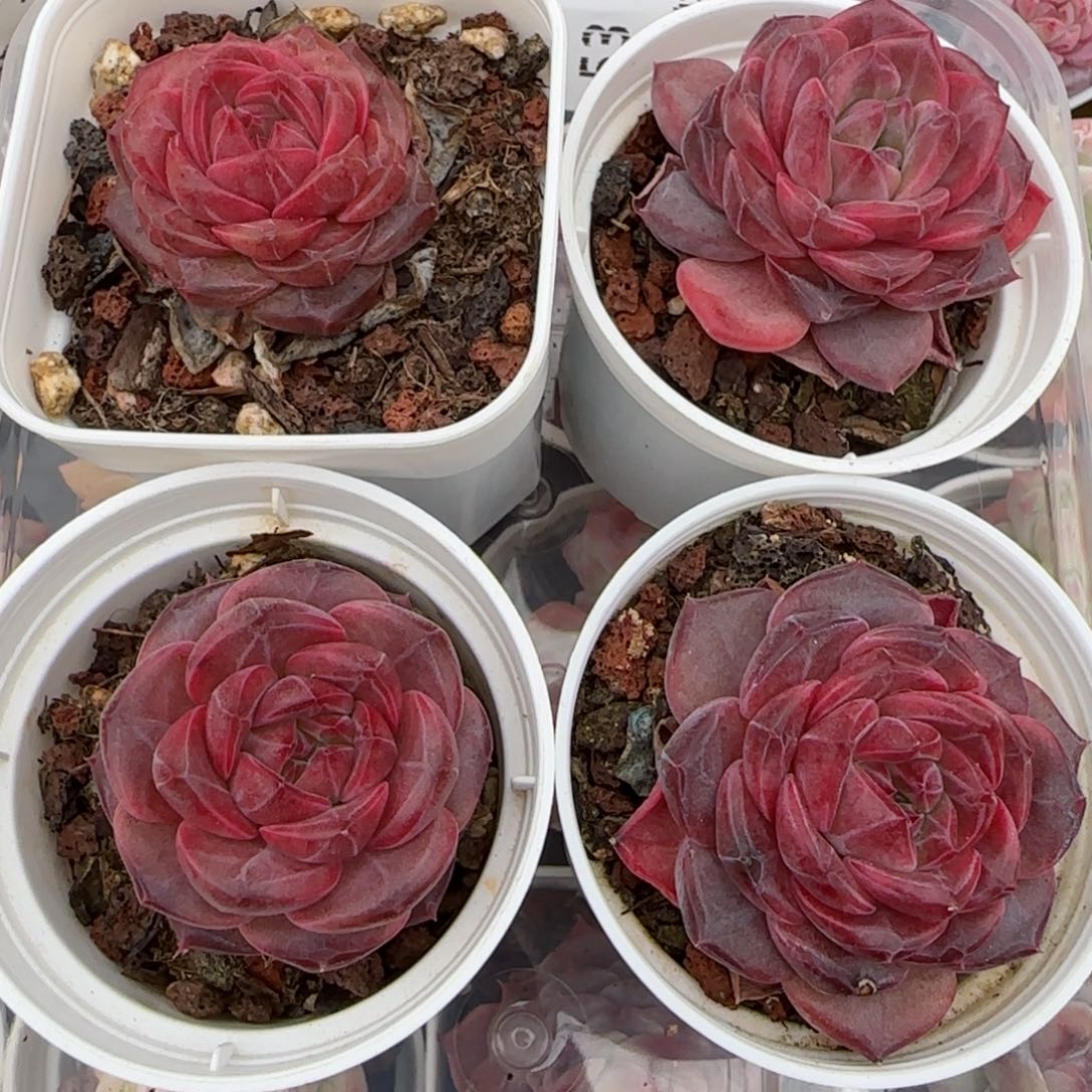 黄****）花语逸镜0208-53四个