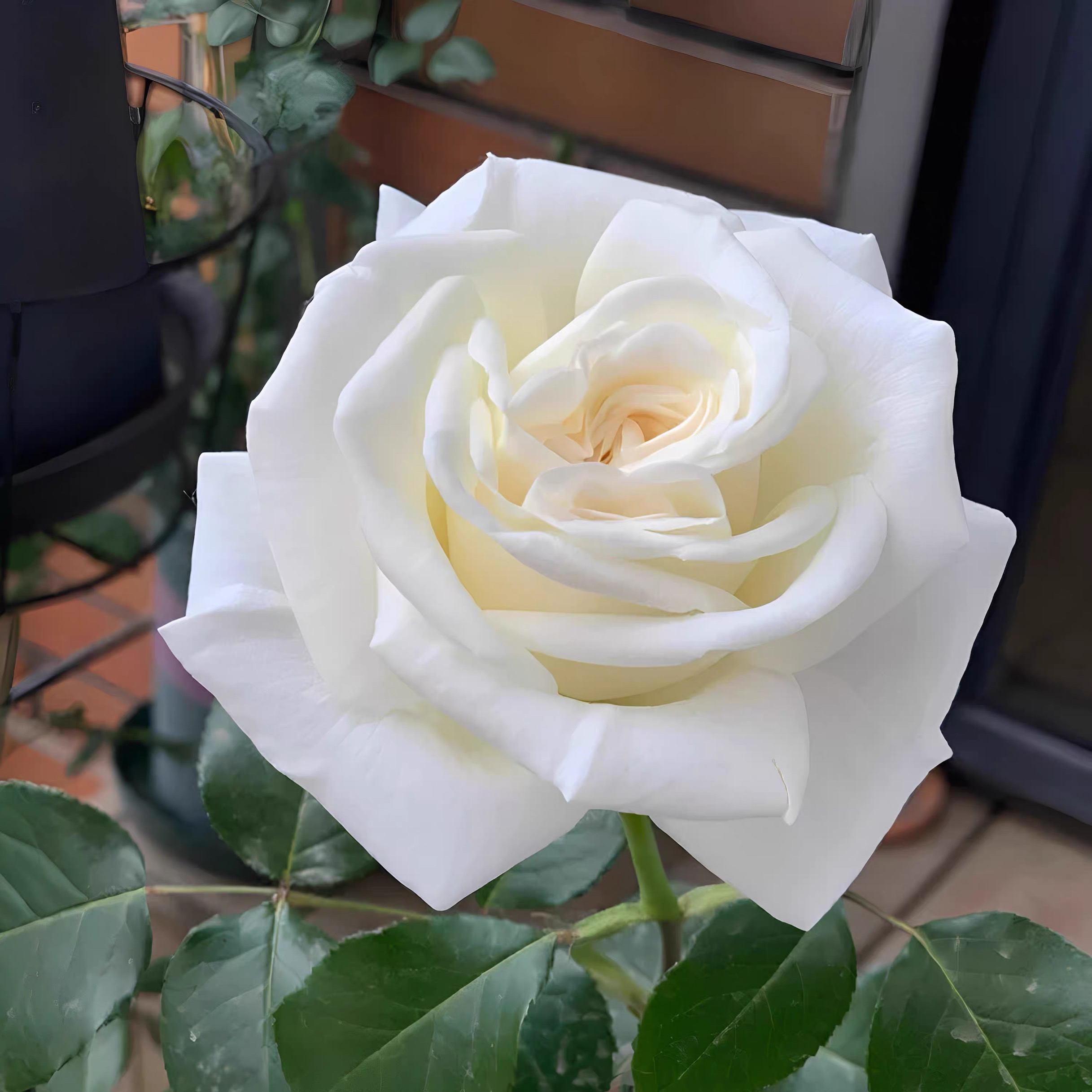 浓香 珍妮莫罗 月季花小苗大花多季白色玫瑰花盆栽阳台灌木