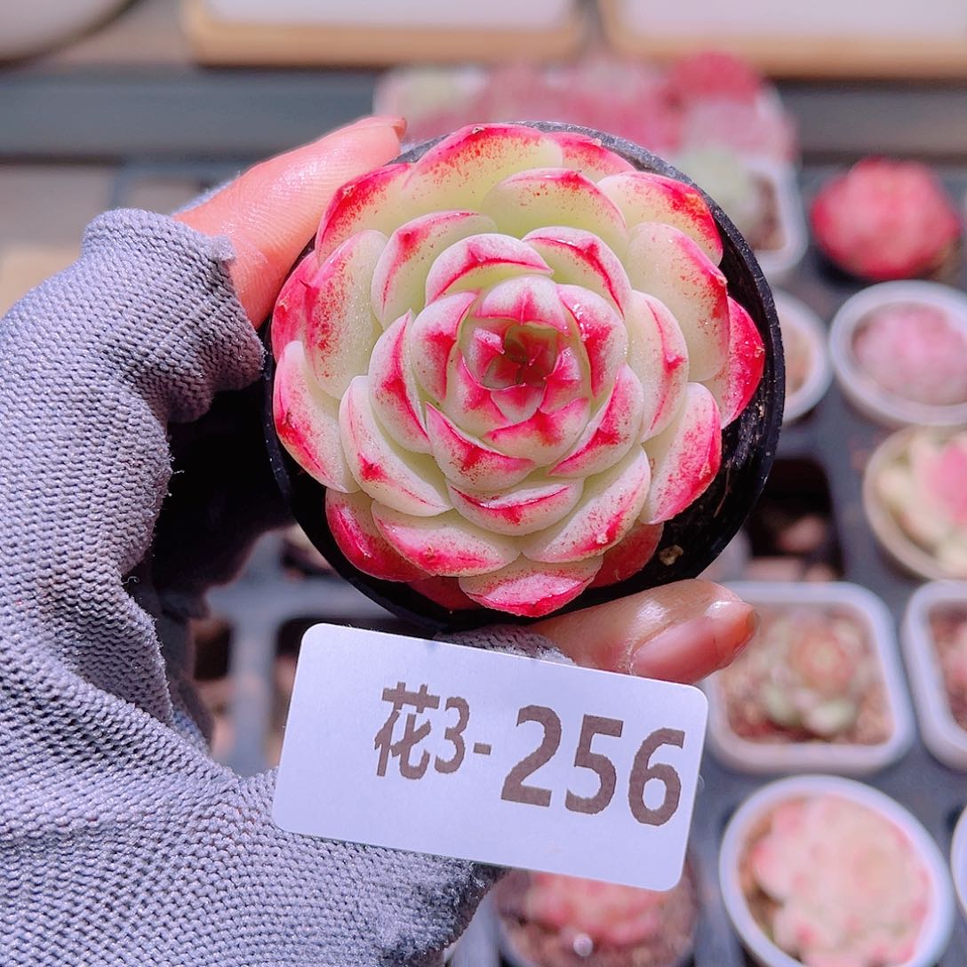 花03-256新品单头