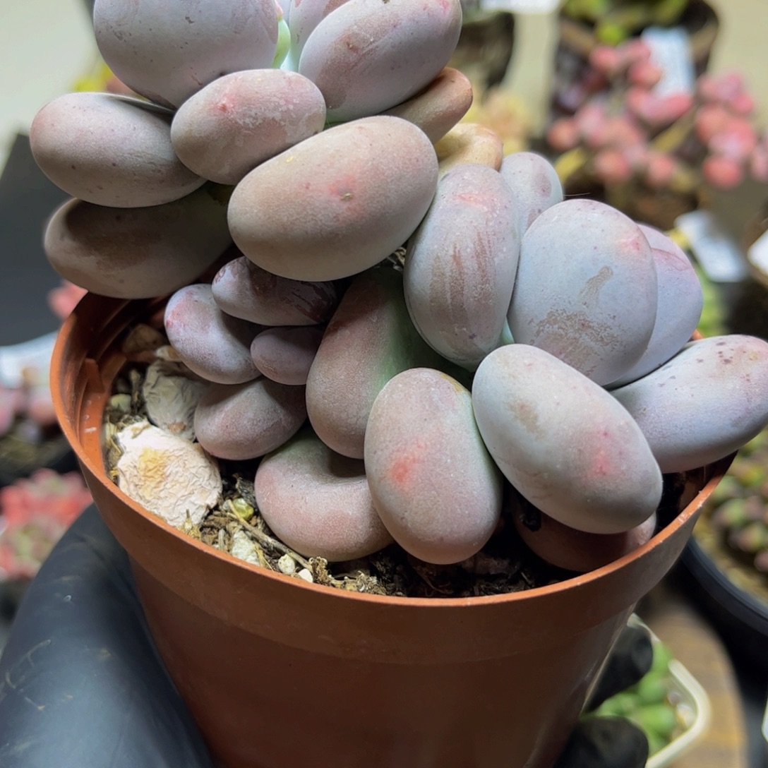 271黄金大叶奶酪10厘米多肉