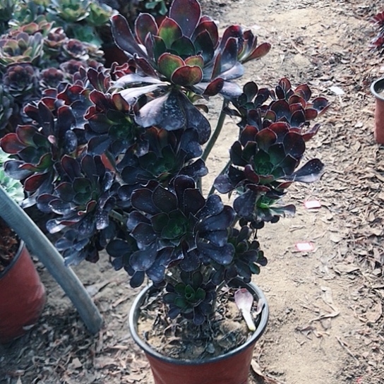 M***张圆叶玫瑰法师00000003