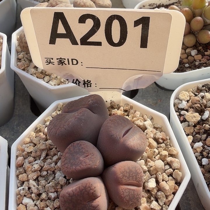 201。多肉植物的生长