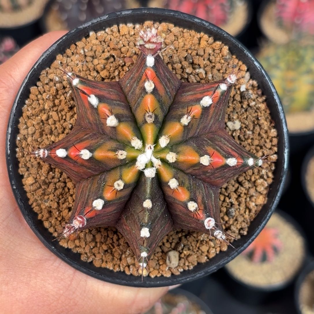 泰系米哈乌贼后代实生