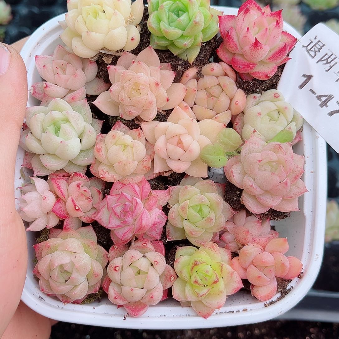 1-47 新疆西藏内蒙不发12.8包邮2-3公分多肉