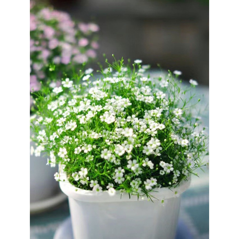 满天星种子四季播种见土就活室内外盆栽花种子籽阳台花籽花卉种孑