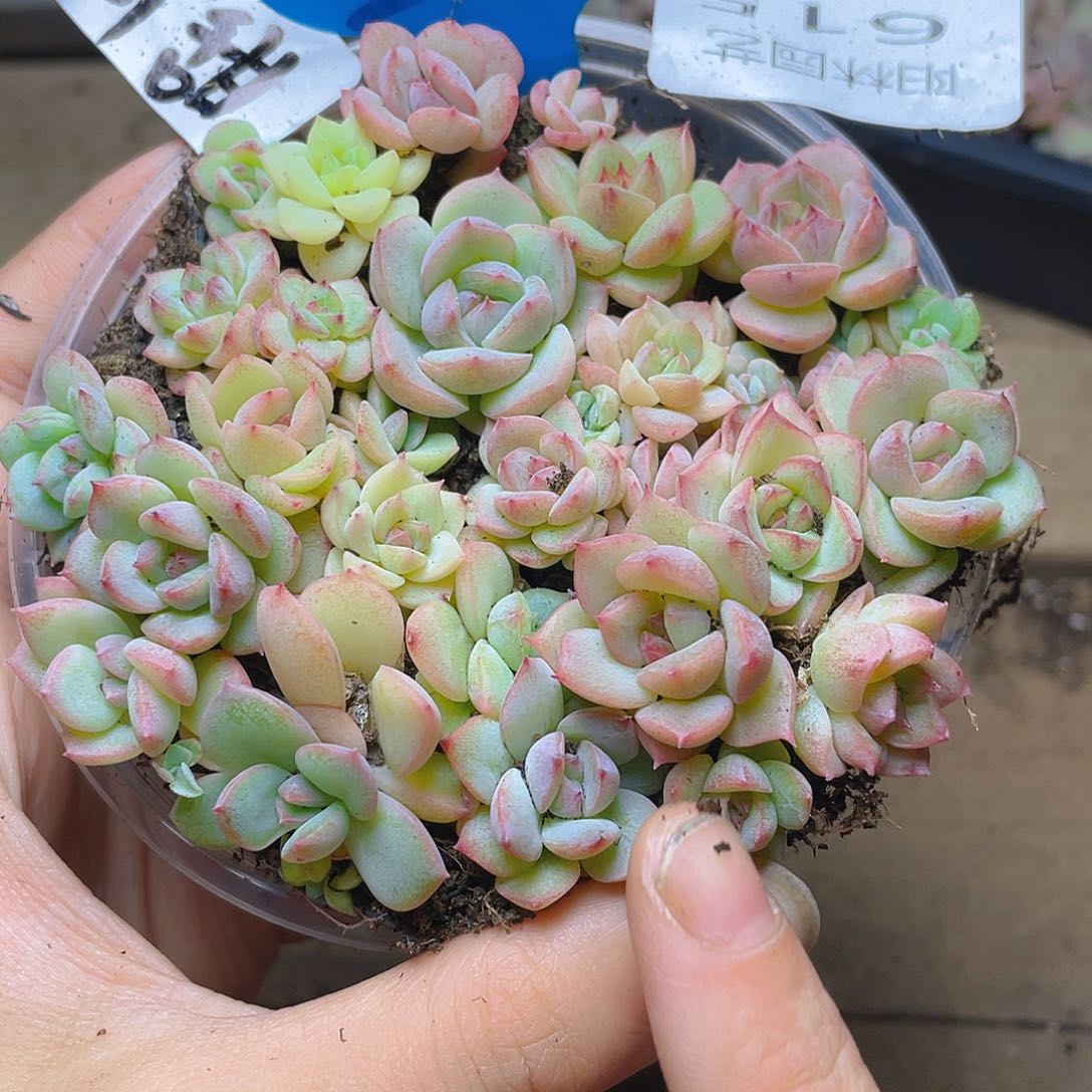 量拍多肉植物多肉植物615
