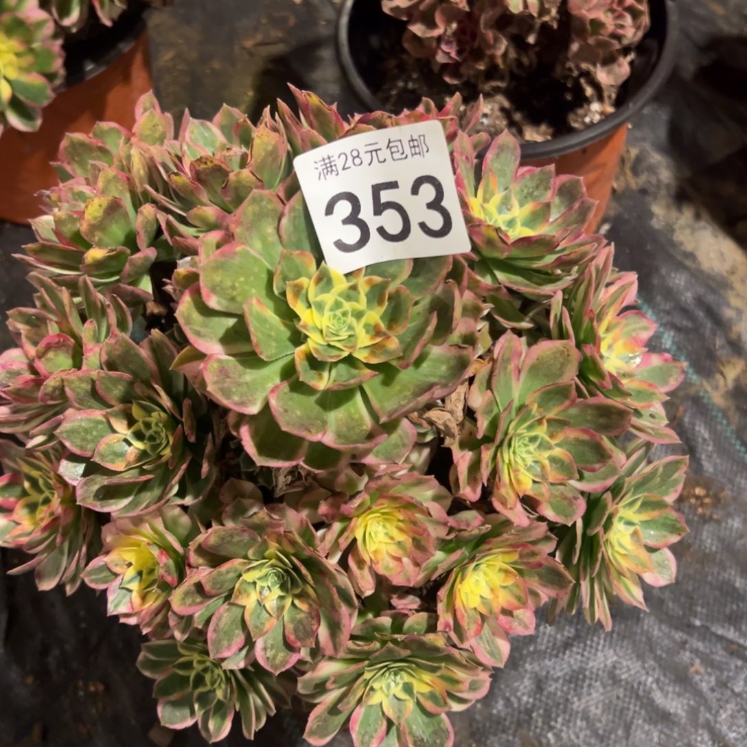 用***5我是真的很喜欢这个