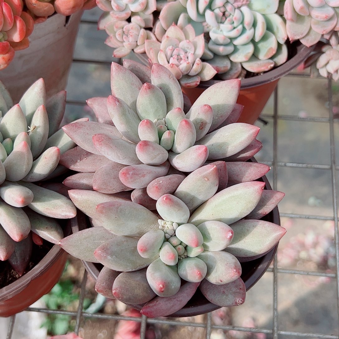 虞美人双头起发精品