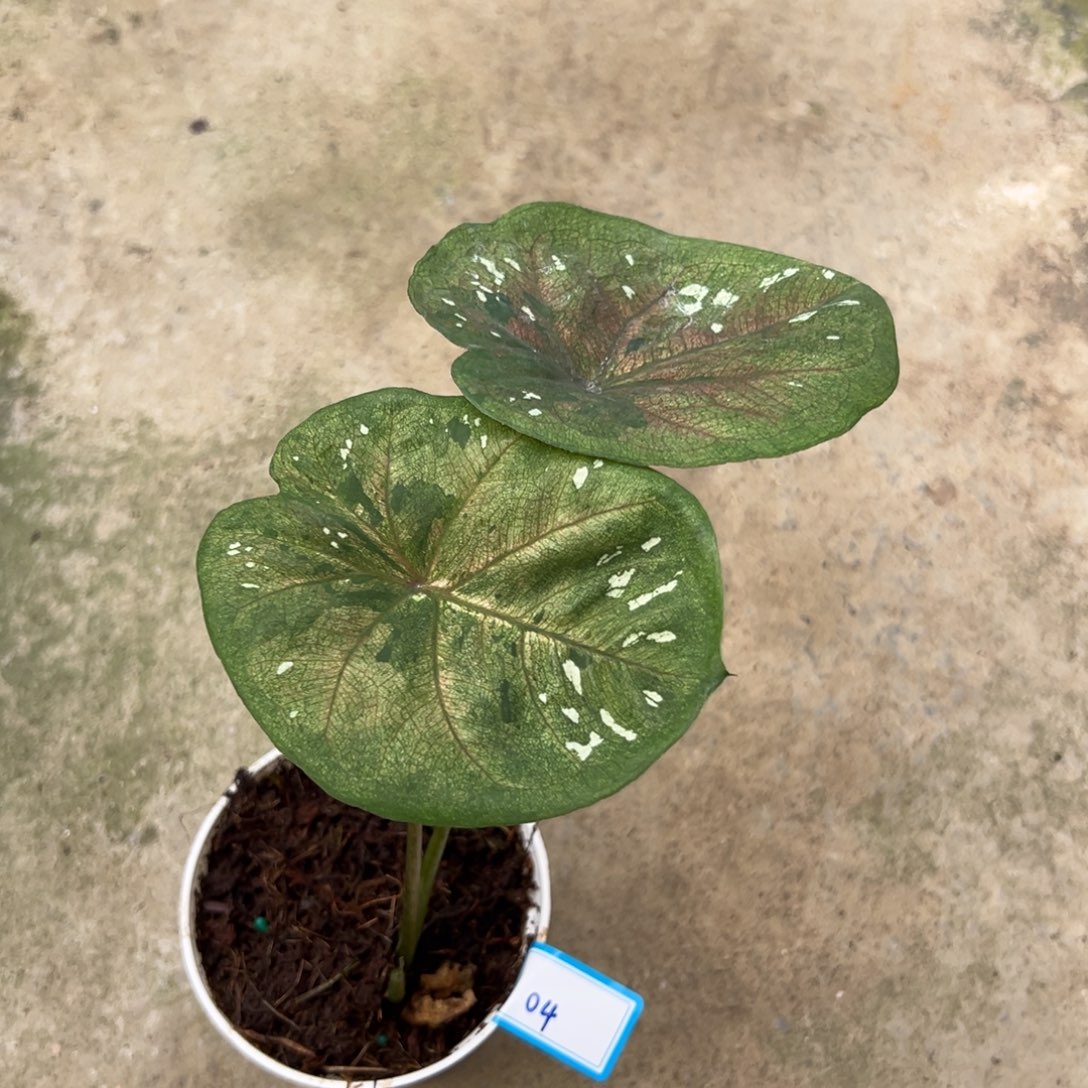 无花朵04小海王无售后