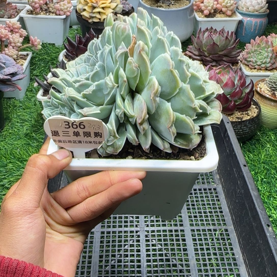 解忧精品多肉编号366