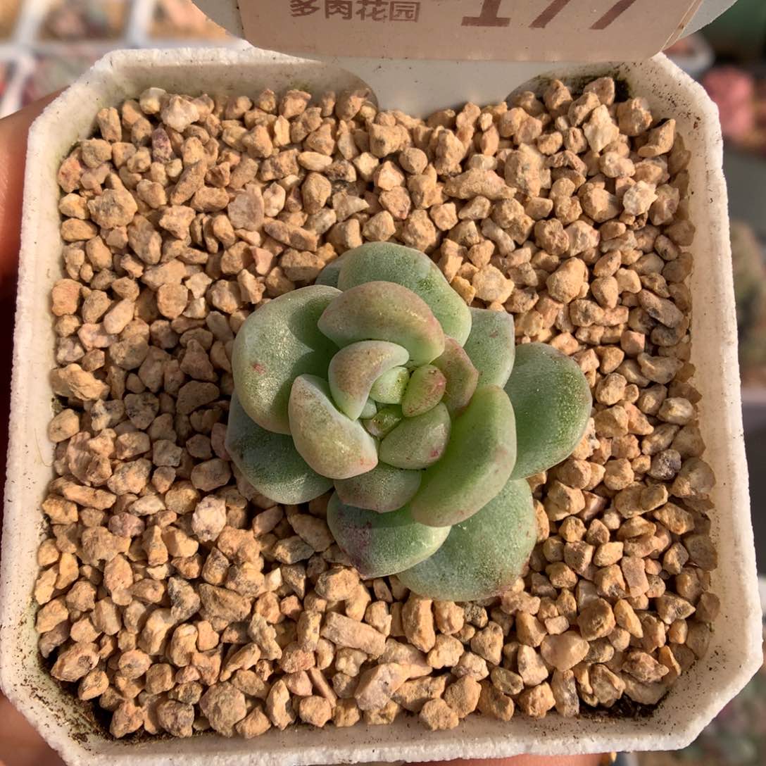 177绿心绿锦冰玉石化多肉植物